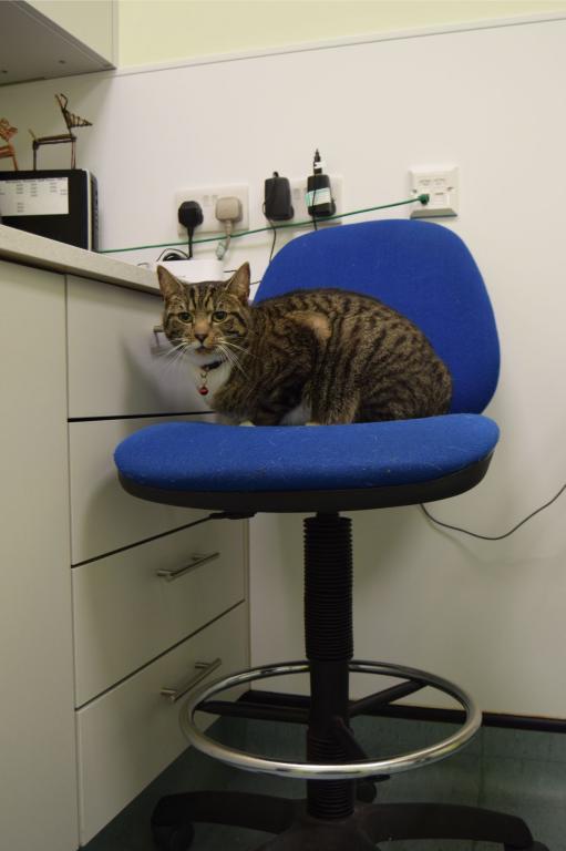 Cat in consult room