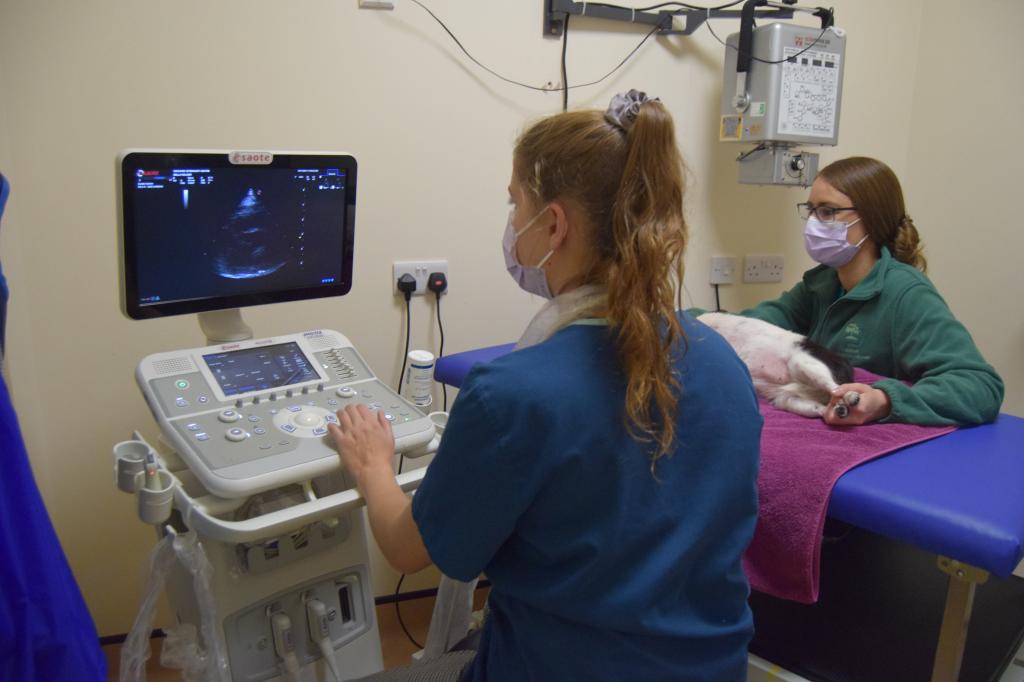 Vet nurse Sinead and Vet Kesh perform ultrasound investigation