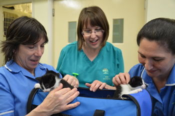 harborne cattery